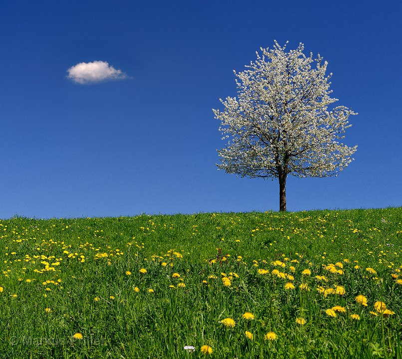 2013.04.25 132540 Frühling Rundfahrt Ravensburg 3